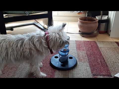 Video: Cairn Terrier Hondenras Hypoallergeen, Gezondheid En Levensduur