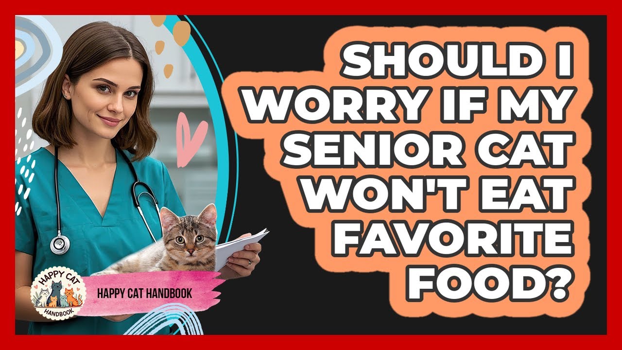 Should I Worry If My Senior Cat Won't Eat Favorite Food? - Happy Cat Handbook
