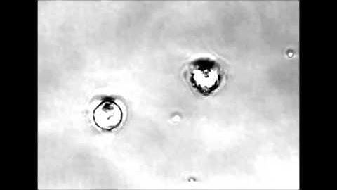 Synchronized cell attachment triggered by photo-activatable adhesive ligands allows QCM-based...