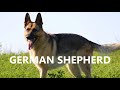 Dogs are marvelous presents celebrating the breed  german shepherd