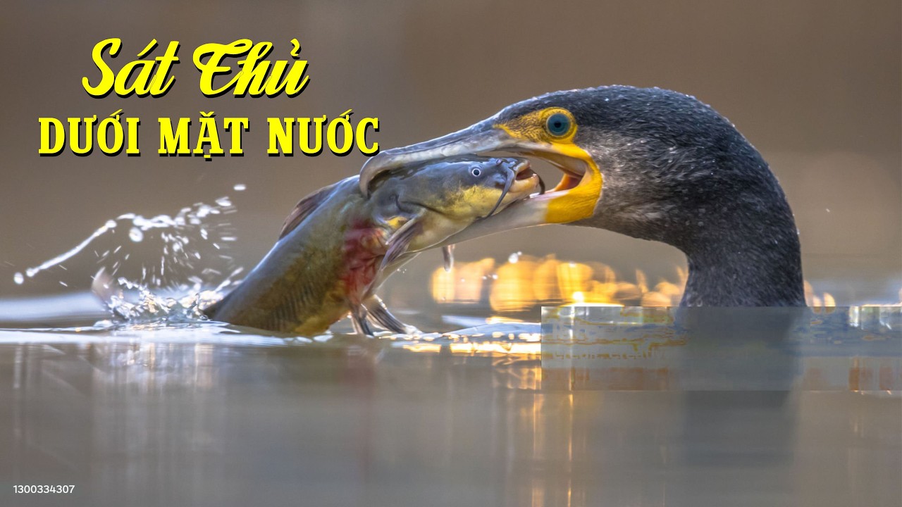 Chim Cốc Bắt Cá – Sát Thủ Thầm Lặng Dưới Mặt Nước | Bí Mật Sản Vật
