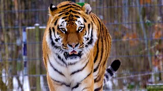 Tiger | Cheetah | lynx | Leopard | Big Cats | Free HD Videos - No Copyright footage