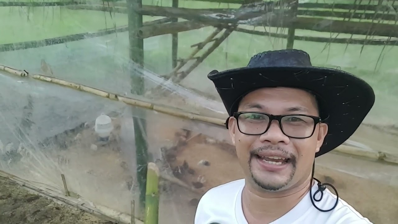 Kumpletong Detalye ng Brooder at Brooding System ng Sisiw Academy