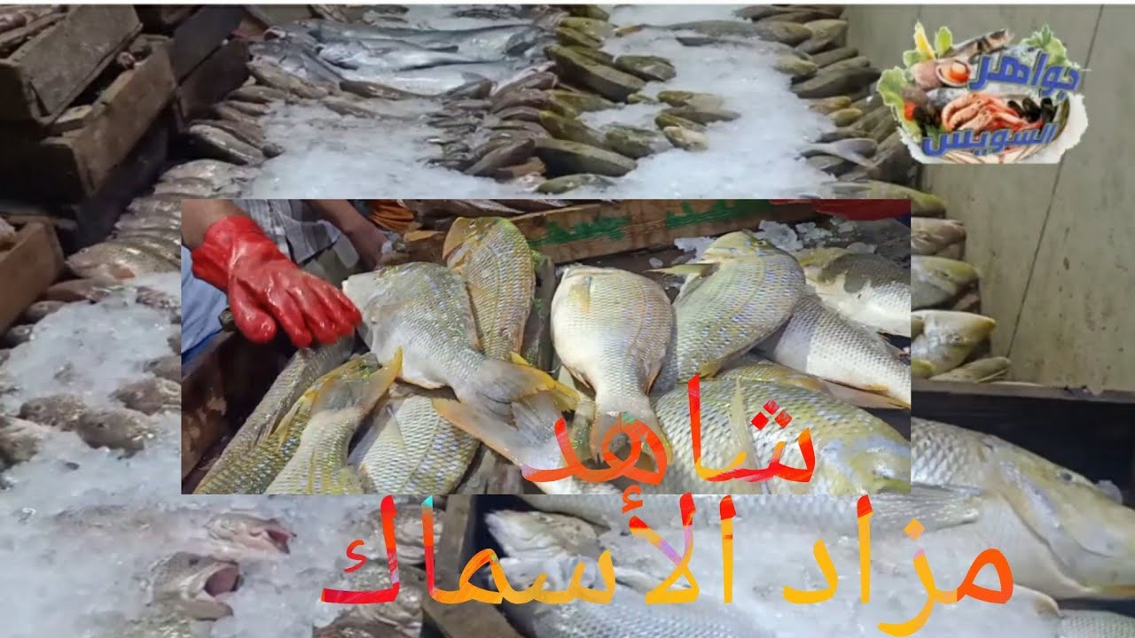 أكبر مزاد 🛎ودلالة للأسماك🐟🐠🐡 السويسي وتشكيلة 😋متنوعة من الأسماك .