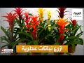 صباح العربية أنواع النباتات العطرية داخل منازلنا