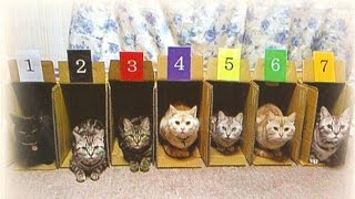 Видео приколы про кошек! Вот это гонки! Видео приколы про кошек! Вот это гонки!