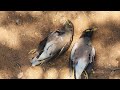 Huben K1 Pest Control Indian Common Myna | High power PCP airgun Hunting FXairguns FX impact