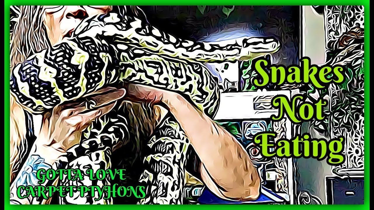 pet snakes and dogs Your Snakes Not Eating???