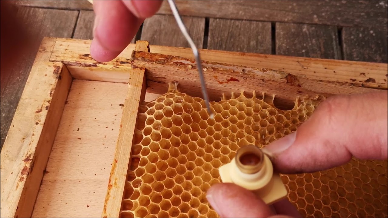Königinnenzucht Teil 1 - Weiselnäpfchen vorbereiten und umlarven