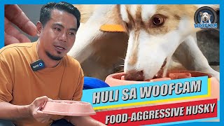 WOOFCAM: Foodaggressive Husky