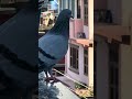 How does pigeon scans? A closeup #pigeon #birds