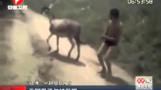 kung fu donkey كونغ فومع الحمار هههههههههههه