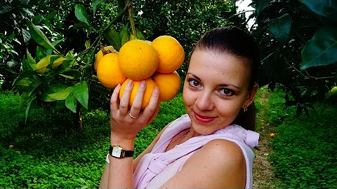 Как выращивают органические апельсины? Экоблог Анны Тятте.