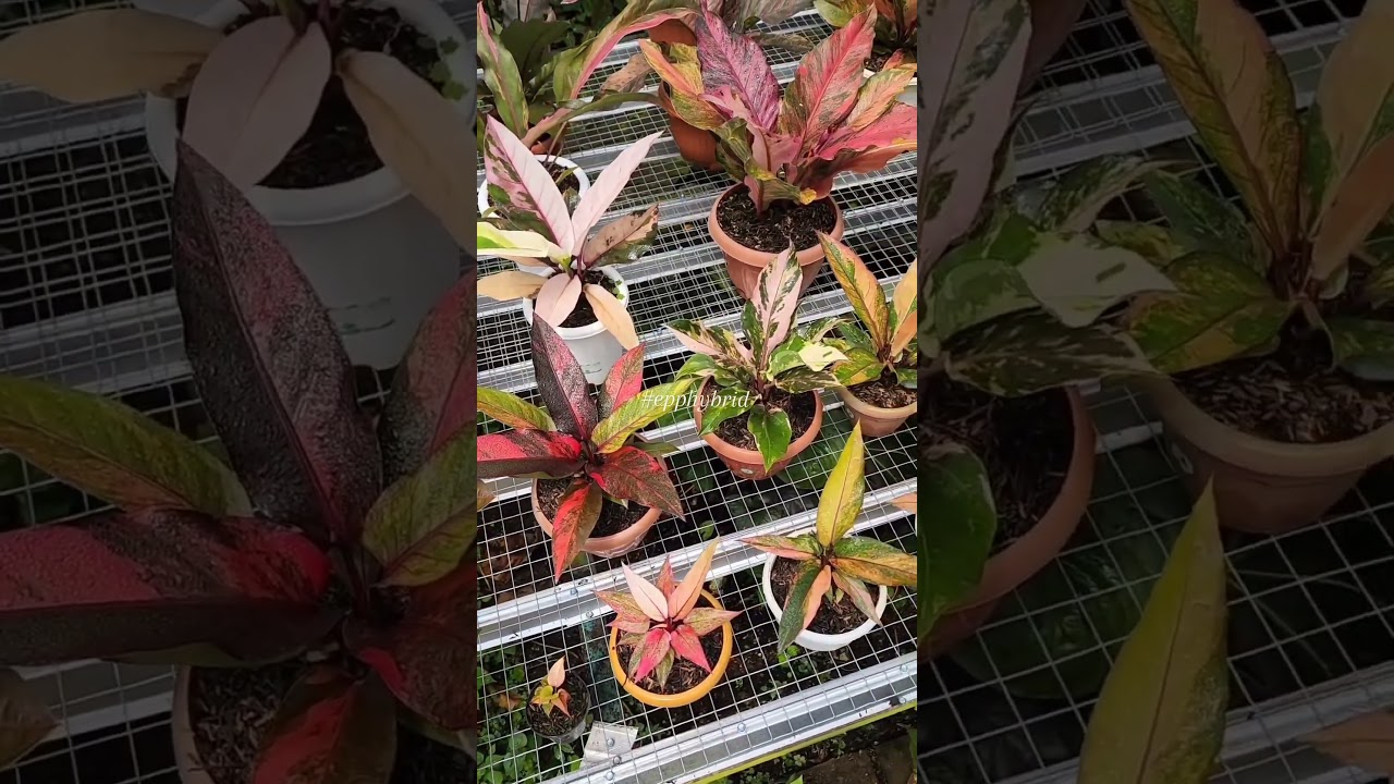 COLORFUL VARIEGATED ANTHURIUM ❤️❤️❤️😍😍😍😍 which one do you like ???? 