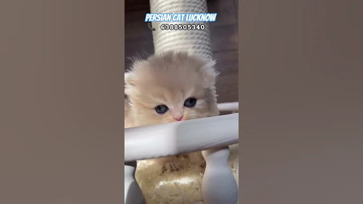 Video 11505151: persian cat farm, quality persian kittens