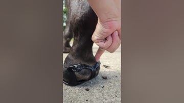 Video Client should send for Fit Kit (Original Scoot Boot)