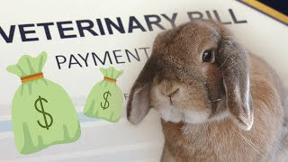 Is PET INSURANCE Worth It??? | Bunny Proof Busters Ep. 3 by Sincerely, Cinnabun 6,566 views 5 months ago 10 minutes, 50 seconds