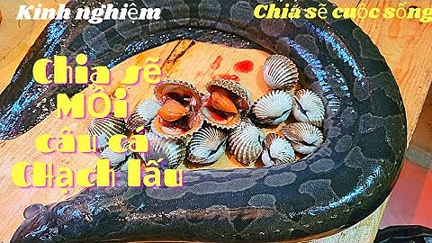 Hướng dẫn làm mồi câu cá chạch lấu♤♤cách làm mồi câu cá chạch lấu siêu nhạy♤♤mồi câu cá chạch lấu!!