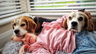 Coming Home to Friends with Wagging Tails and Loving Hearts Makes Everyday a Good Day by Charlie The Beagle 1,291 views 11 months ago 2 minutes, 15 seconds