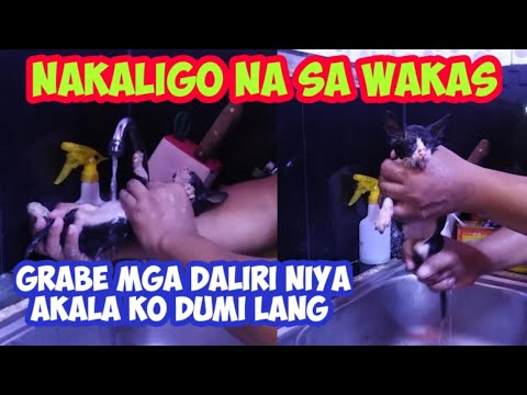 Video: Kung Gaano Kadali Upang Sanayin Ang Isang Kuting Sa Basura Kahon