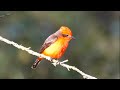 Vermilion Flycatcher in Ecuador.