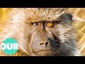 The 100 Baboons Known As 'The Pumphouse Gang' | Our World