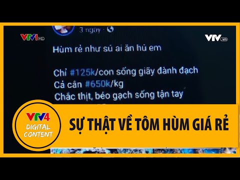 Video Sự thật về giá tôm hùm chỉ 200.000 đồng/kg | VTV4 - youtube