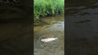 Riesige Regenbogenforelle auf Streamer #fishing #fliegenfischen #troutfishing #flyonly #bayfang