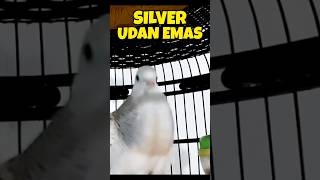 Download Lagu Suara Perkutut Silver Betina Memanggil Jantan ‼️ MP3