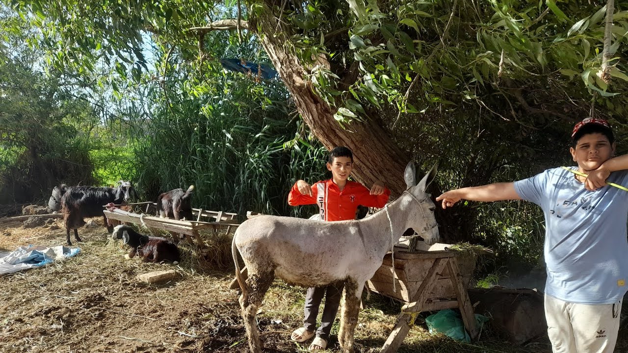 لما تبيع ذار علي الحمار 😅😅