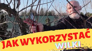 Jak wykorzystać wilki do budowy nowej korony u jabłonki?