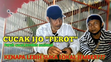 ALASAN SUKA CUCAK IJO JEMBER DARIPADA BANYUWANGI ATAU KALIMANTAN | CUCAK IJO "PEROT"