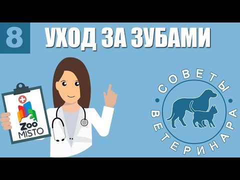 Уход за зубами | Зачем и как правильно ухаживать за зубами животных | Советы Ветеринара