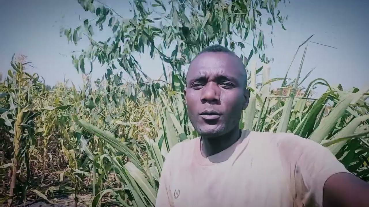 agro floresta em Moçambique