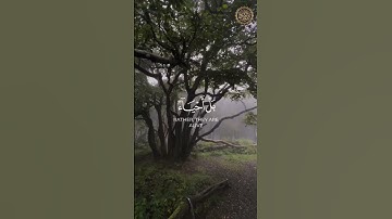 (ولا تقولوا لمن يقتل في سبيل الله أموات) القارئ: عبدالله الخلف