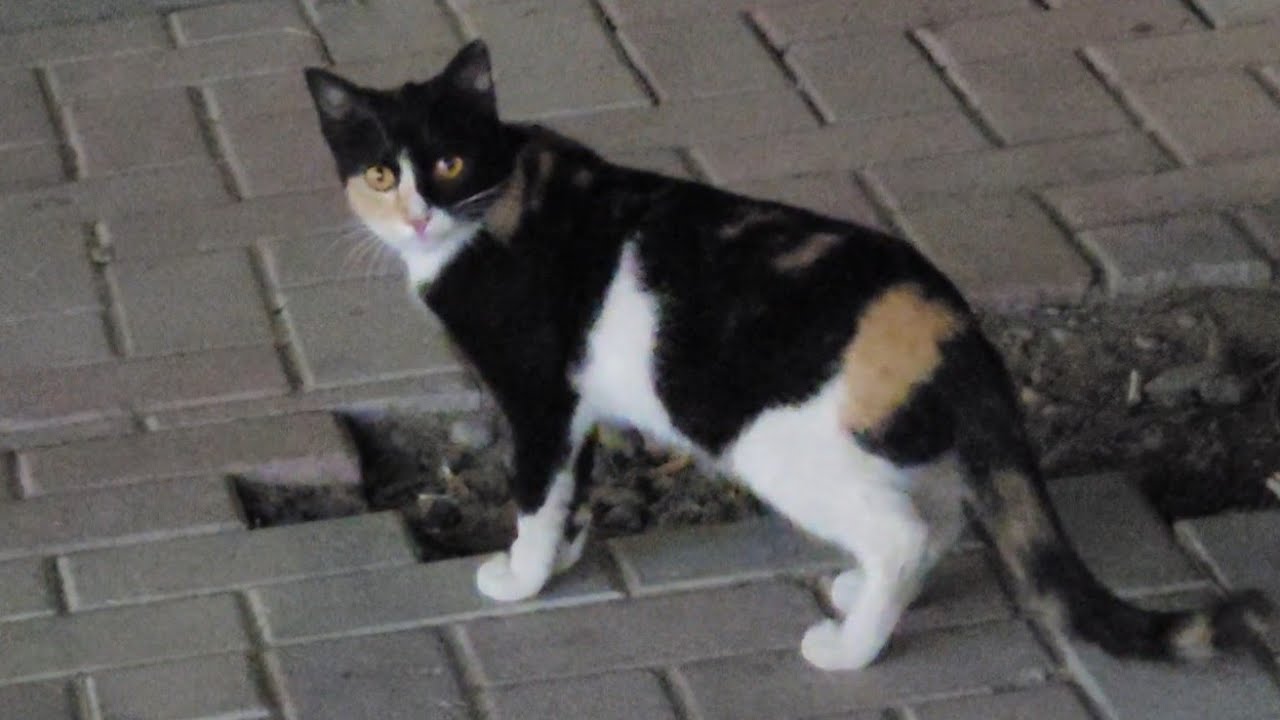 Streetwise Feline Explorer | Midnight Alley Cat