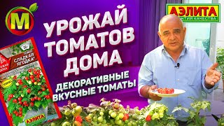 ДЕКОРАТИВНЫЕ ТОМАТЫ ДОМА - Урожайные Вкусные Томаты