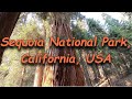 Sequoia National Park, California, USА, Національний парк Секвойя, Каліфорнія, США