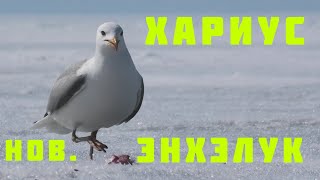 Байкальский хариус. Новый Энхэлук