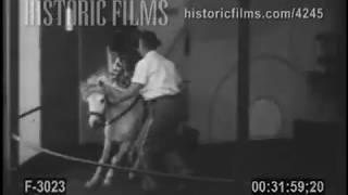 Famous Chimpanzee Show at St. Louis Zoo- 1950 Profile