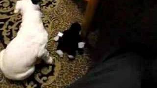 Bella The English Bull Terrier