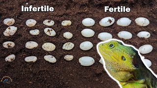 Checking Out A Half Fertile Bearded Dragon Clutch & What To Do If Your Beardie Is Ready To Lay Eggs
