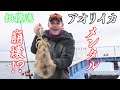 【釣りバカ】トラブル続出！？釣り上げろアオリイカ！