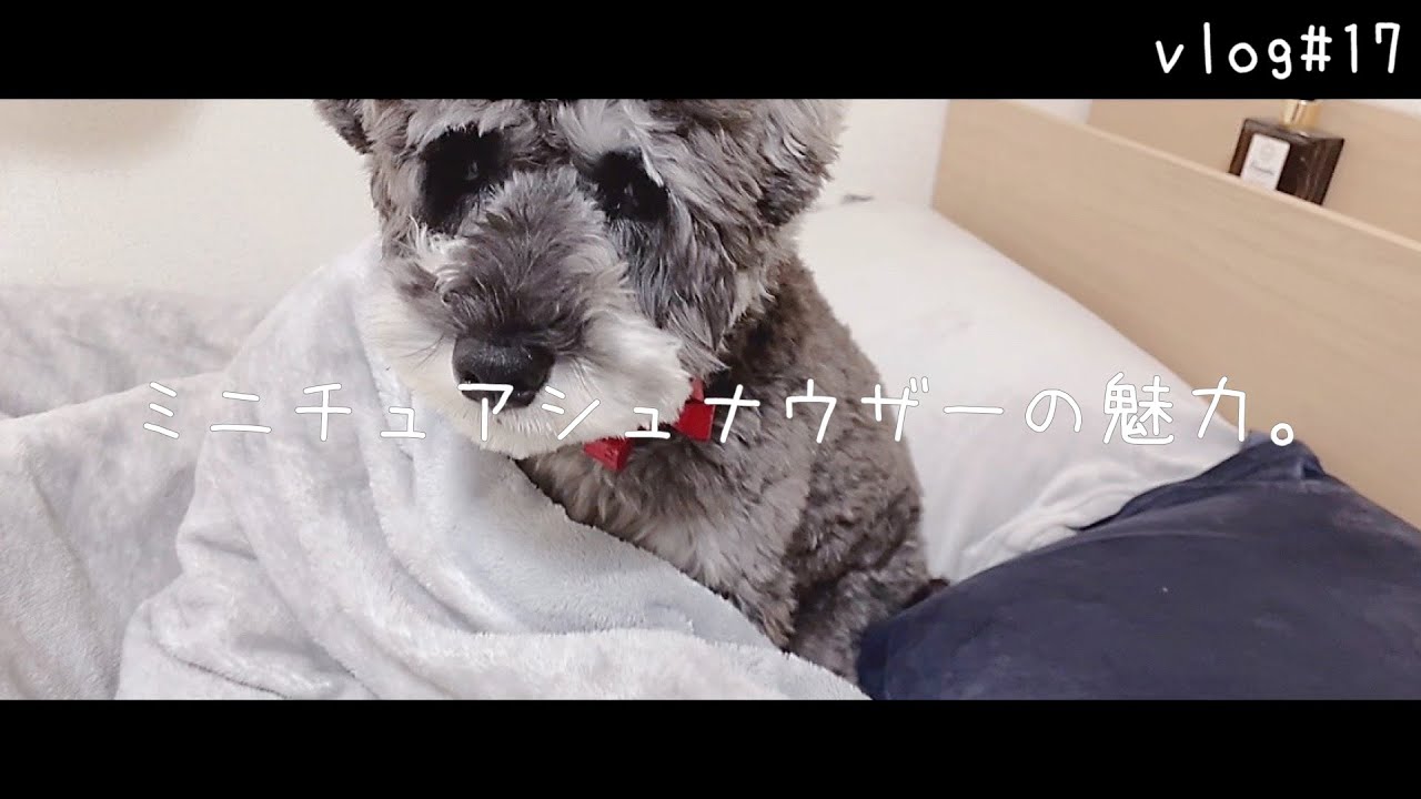 Vlog 17 たぶん ミニチュアシュナウザーが飼いたくなる動画 犬をお迎えする人へ Youtube