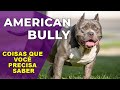 🐶 AMERICAN BULLY - 5 COISAS QUE VOCÊ REALMENTE DEVE SABER