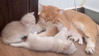 Top videos of dad cat showing love to his kittens. Love and sharing [Part 1]