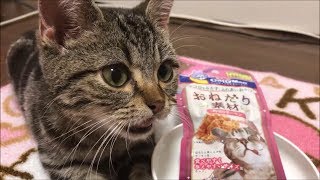 子猫に初めてサーモンをあげてみたらｗ