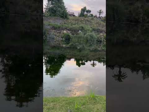 $26 dragonfly lure