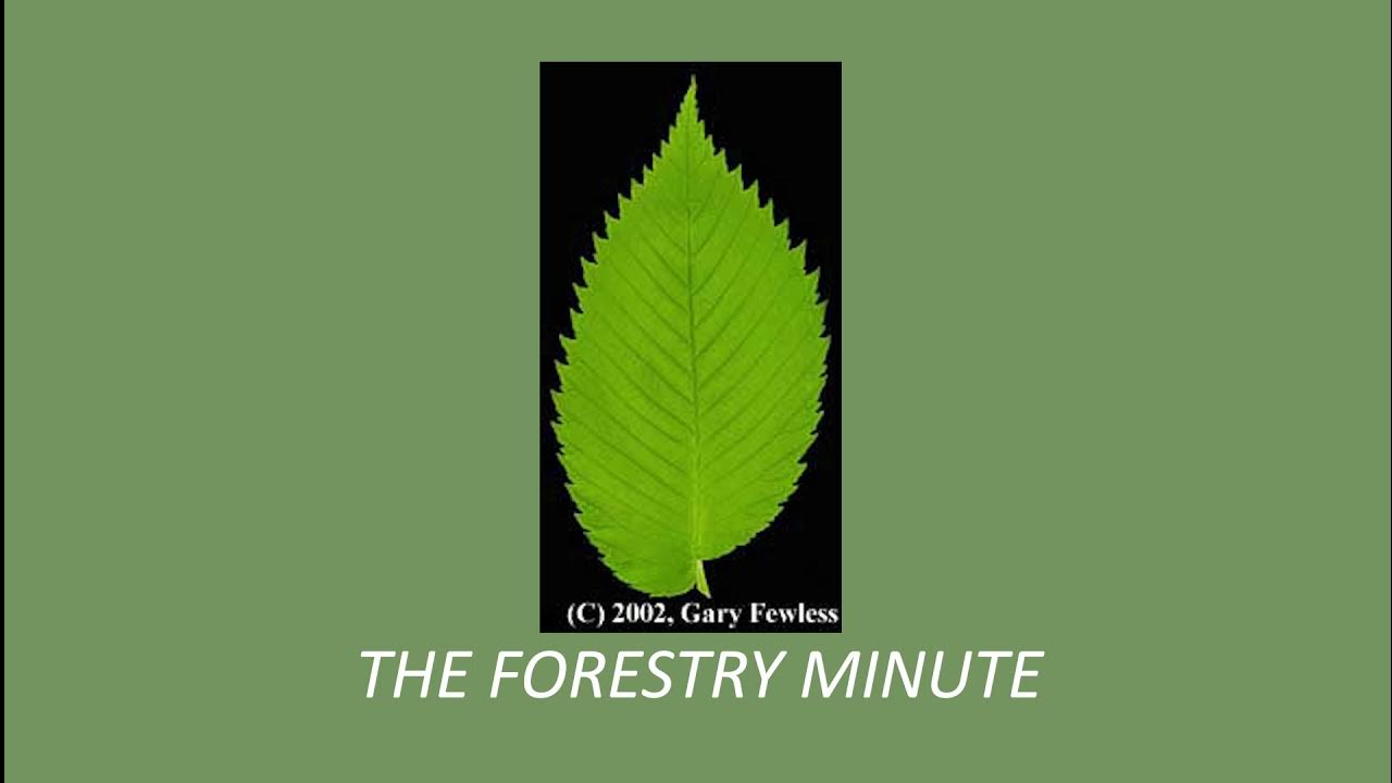 How to identify trees by their leaves The Forestry Minute YouTube