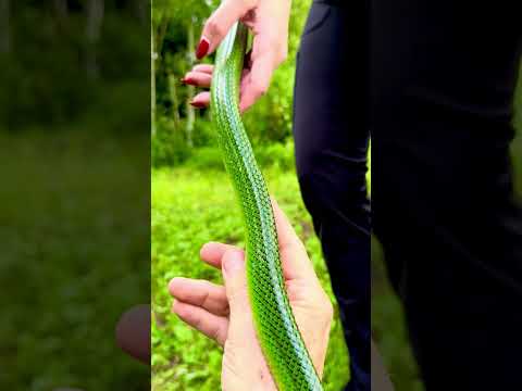 Upset Snake in My Back Yard - Green Meanie!